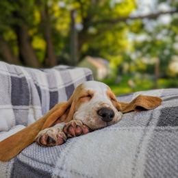 Basset Hound Puppies from For the Love of Long Ears AKC purebred Basset Hounds