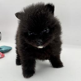 Alice - Black female Pomeranian puppy in Brandon, Vermont from Poms All Day