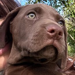 Buckle - Liver female German Shorthaired Pointer puppy in San Antonio, Texas from Alvarado Farm Kennels, LLC
