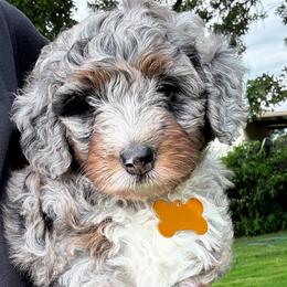 Skye - Blue merle female Bernedoodle puppy in Millsap, Texas from Gaston’s Posh Poodles and Doodles