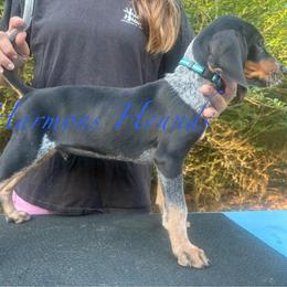 Hunter - Blue ticked and tan male Bluetick Coonhound puppy in Mount Pleasant, Texas from Harmons Hounds