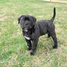 Larry - Red brindle male Bullmastiff puppy in Gaston, Indiana from Fernandes’ Guardians Bullmastiff and French Bulldogs