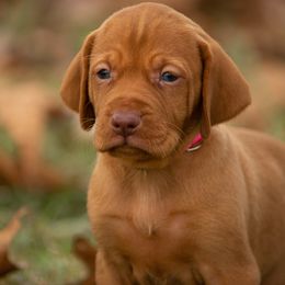German Shorthaired Pointer and Vizsla Puppies from Nosam Kennels