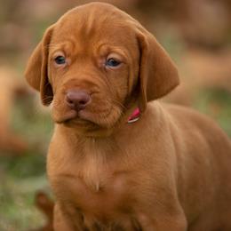 German Shorthaired Pointer and Vizsla Puppies from Nosam Kennels