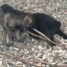 German Shepherd Puppies from KVA Shepherds