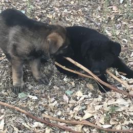 German Shepherd Puppies from KVA Shepherds
