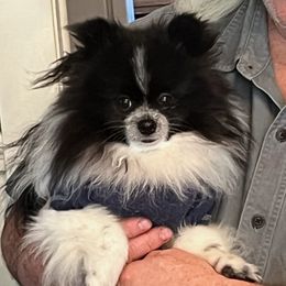 Maxim - Pomeranian