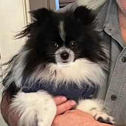 Maxim - Pomeranian
