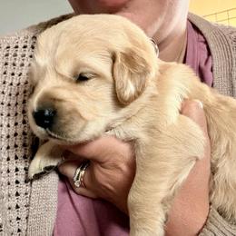 Girl 3 - Golden female Golden Retriever puppy in Post Falls, Idaho from Mountain View Goldens