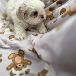 Olaf - Cream and white male Shih Tzu puppy in Jasper, Indiana from Jacob’s Spoiled Shih Tzu
