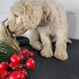 Poodle Puppies from Athena Smiles Standard Poodles