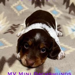 Sailor - Piebald male Dachshund puppy in Carlsbad, Texas from MV Mini Dachshunds