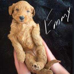 Emerald (Emmy) - Red  female Goldendoodle puppy in Red Oak, Iowa from Fisher Pups-Stay Golden with a Doodle
