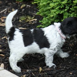 Schapendoes Puppies from Dream Star Schapendoes