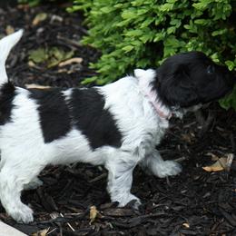 Schapendoes Puppies from Dream Star Schapendoes