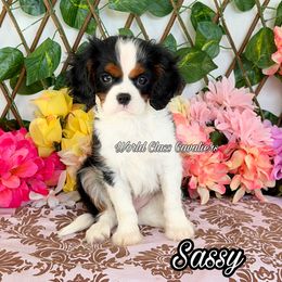 Sassy - Tri-color female Cavalier King Charles Spaniel puppy in Hollywood, Florida from World Class Cavaliers