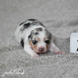 Girl 1 - Blue merle female Australian Shepherd puppy in Rochester, Massachusetts from Clover Creek Aussies