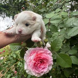 Sonya - Cream parti female Pomeranian puppy in Scio, Oregon from Mac Daddy Poms