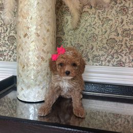 Abby - Red  female Poodle puppy in Mint Hill, North Carolina from DoodleForever