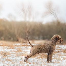 Akon - Lagotto Romagnolo