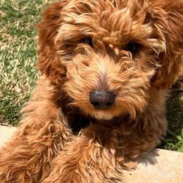 Goldendoodle Puppies from The Doodle grove