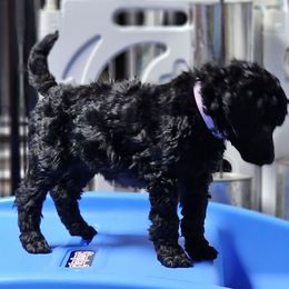 Jujubees - Black Poodle puppy in Mcbain, Michigan from Northern Creek