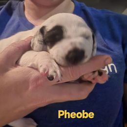 Phoebe - White and black female Dalmatian puppy in Palmer, Massachusetts from Delaney's Dalmatians 2