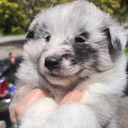 Timmy - Blue merle and white male Shetland Sheepdog puppy in Weedsport, New York from M&M Shelties and Smooch-A-Bulls English Bulldogs