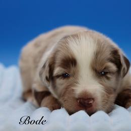 Bode - Red merle male Miniature Australian Shepherd puppy in Weeki Wachee, Florida from Arlington's Mini Aussies