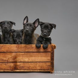 Belgian Malinois Puppies from Faubion Malinois