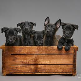 Belgian Malinois Puppies from Faubion Malinois