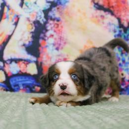 Miniature Australian Shepherd Puppies from True Spirited Aussies