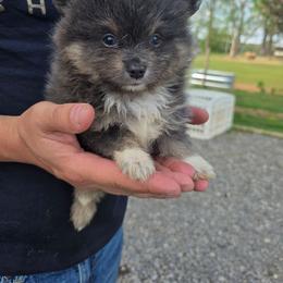 Han - Blue parti male Pomeranian puppy in Chattanooga, Tennessee from Valley Poms