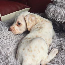 Autumn - White and orange female Dalmatian puppy in Salem, Missouri from Paradise Spots Dalmatians