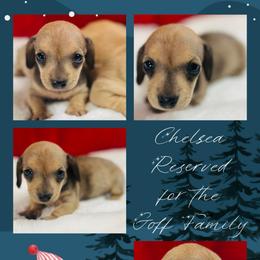 Chelsea - The NYC Litter - Cream female Dachshund puppy in Pensacola, Florida from Jen's Doxie Den