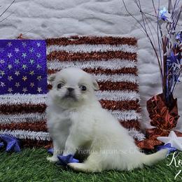 Kowalski - Lemon and white male Japanese Chin puppy in Johnson City, Tennessee from Erin & Friends Japanese Chin