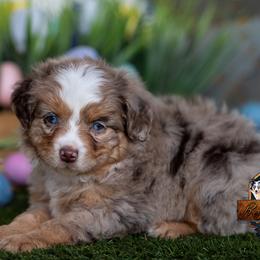Breeze - Red merle female Miniature American Shepherd puppy in Granbury, Texas from Best Little Aussies