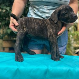 Nash, Boy 3 - Cane Corso puppy from K9 Guardian Cane Corso