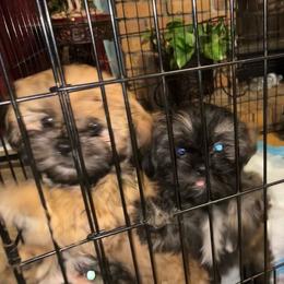 Shih Tzu puppies from Goldens AKC Shih Tzu Puppies