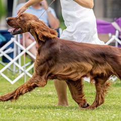 Cocker Spaniels and Irish Setters from Ashwood Cockers
