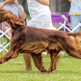 Cocker Spaniels and Irish Setters from Ashwood Cockers