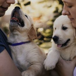 Golden Retriever Puppies from Rosemary Goldens