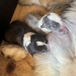 Pembroke Welsh Corgi Puppies from Enok Corgis