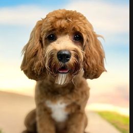 Lyla - Cavapoo