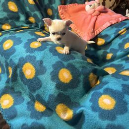 Starry - Cream and white female Chihuahua puppy in Beaumont, Texas from Anastasia’s Tiny Pupps