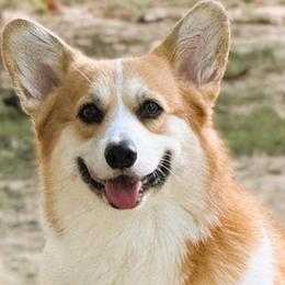 Brandy - Pembroke Welsh Corgi