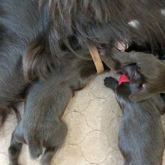 Boykin Spaniel Puppies from Tabby’s Sweet Boykins