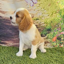 Girl1 - Blenheim female Cavalier King Charles Spaniel puppy in Ruskin, Florida from Roger Jones