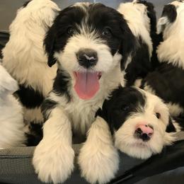 Old English Sheepdog and Sheepadoodle Puppies from Doodlefolk