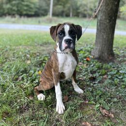 Astro - Brindle male Boxer puppy in Prestonsburg, Kentucky from Bre’s Boxers